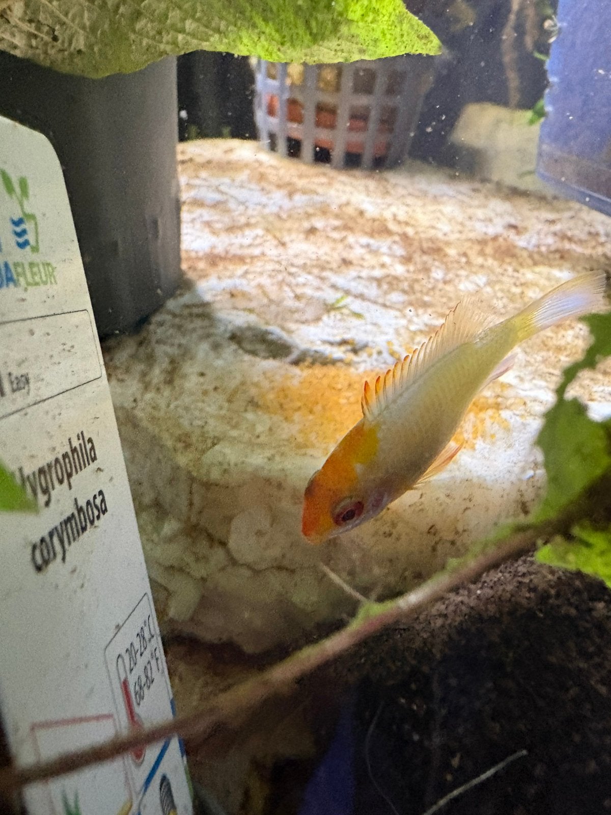Goldhead electric blue rams ( Ramirezi ), Poisson, Poisson d'eau douce, Banc de poissons