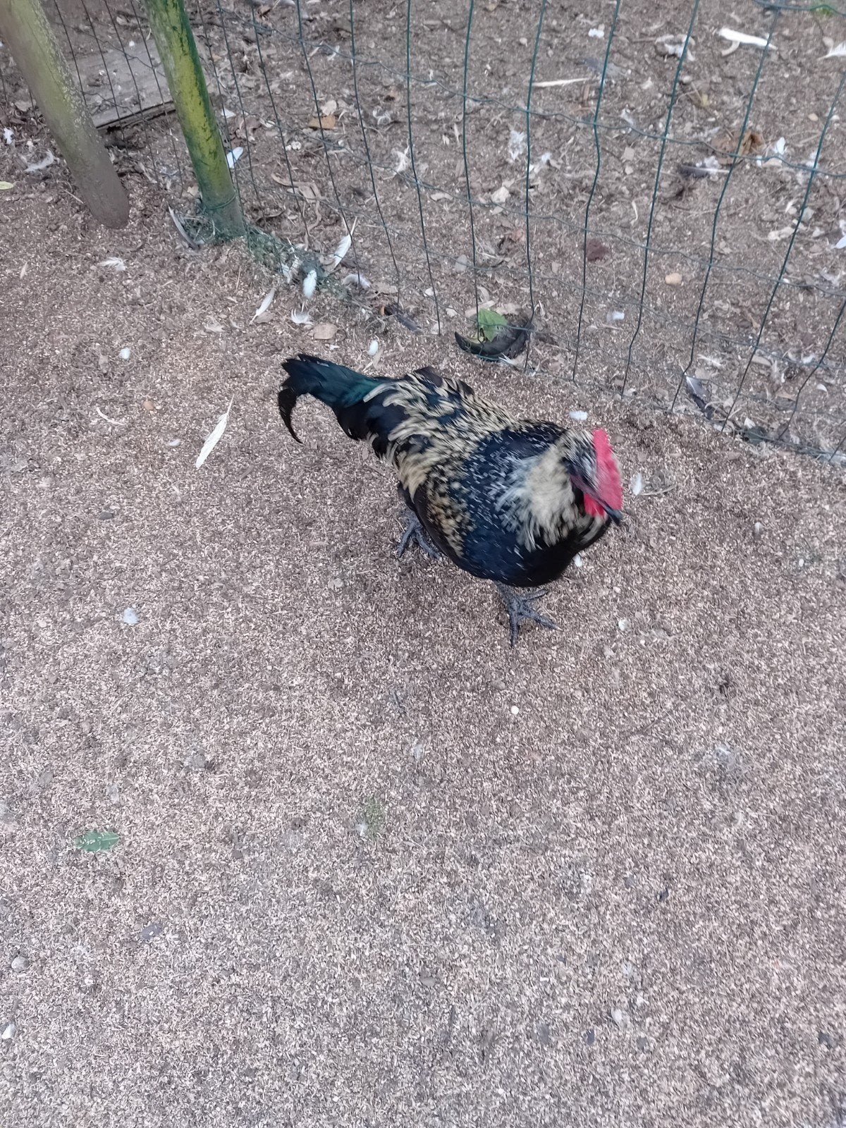 haanen, Animaux & Accessoires, Nourriture pour Animaux, Enlèvement, Volaille