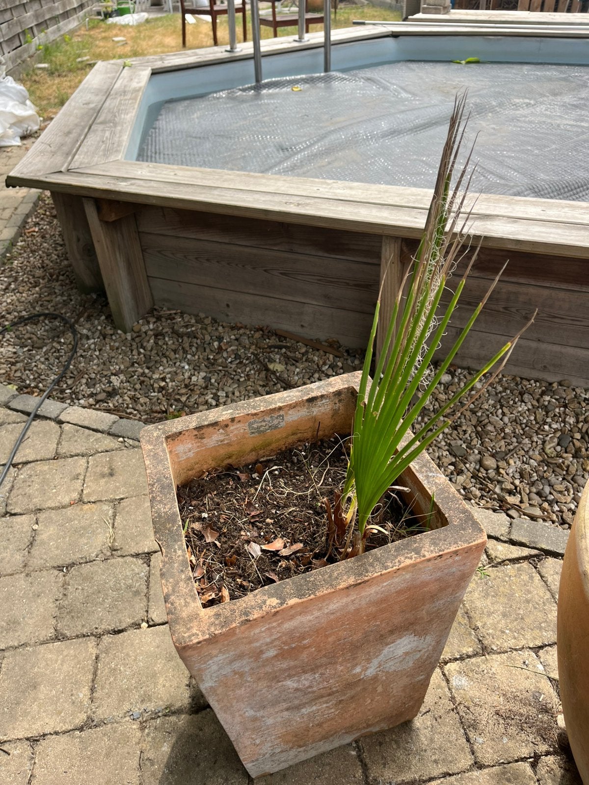 Palm, Ophalen