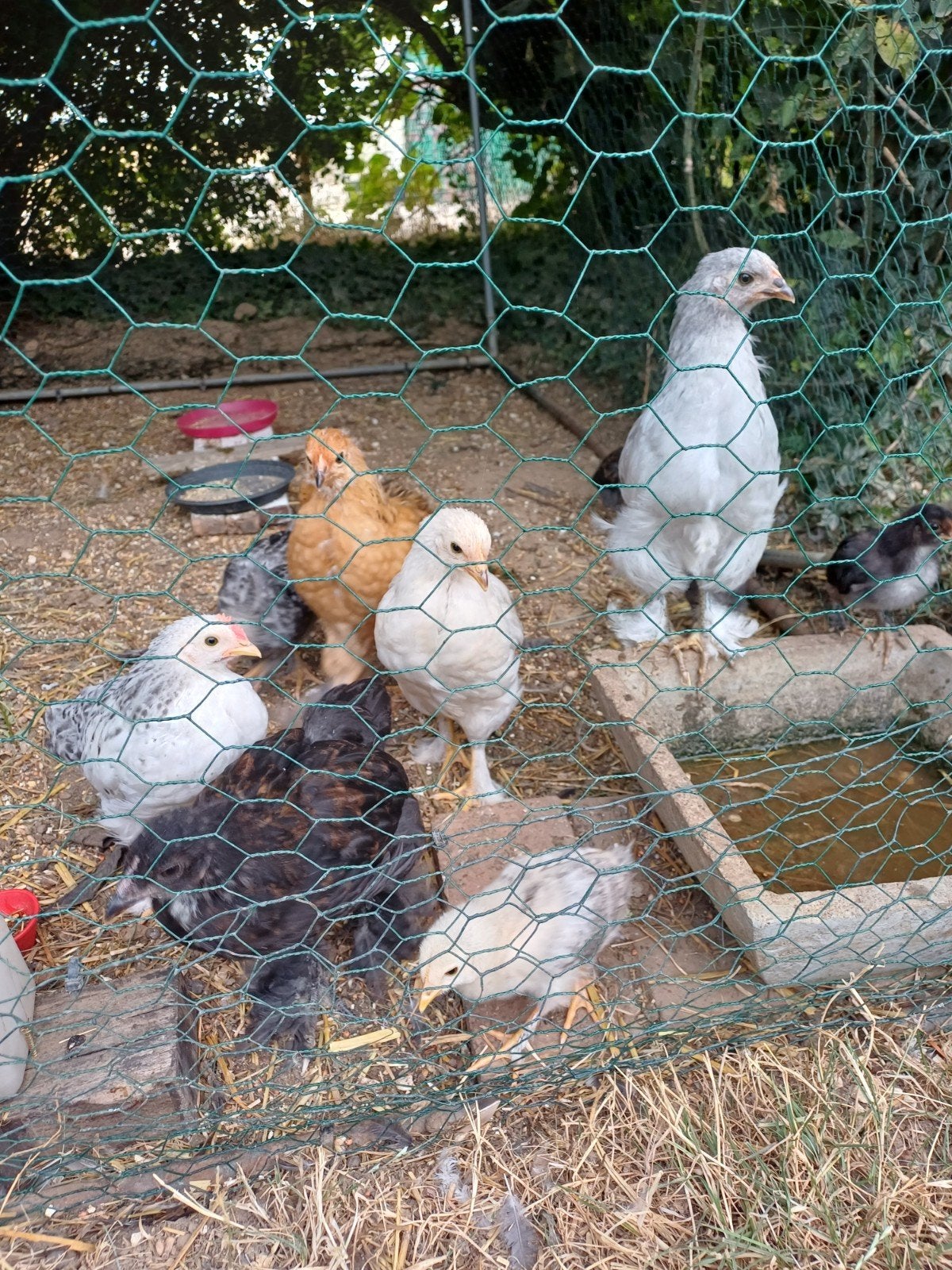 Poulets/coq, Animaux & Accessoires, Volatiles