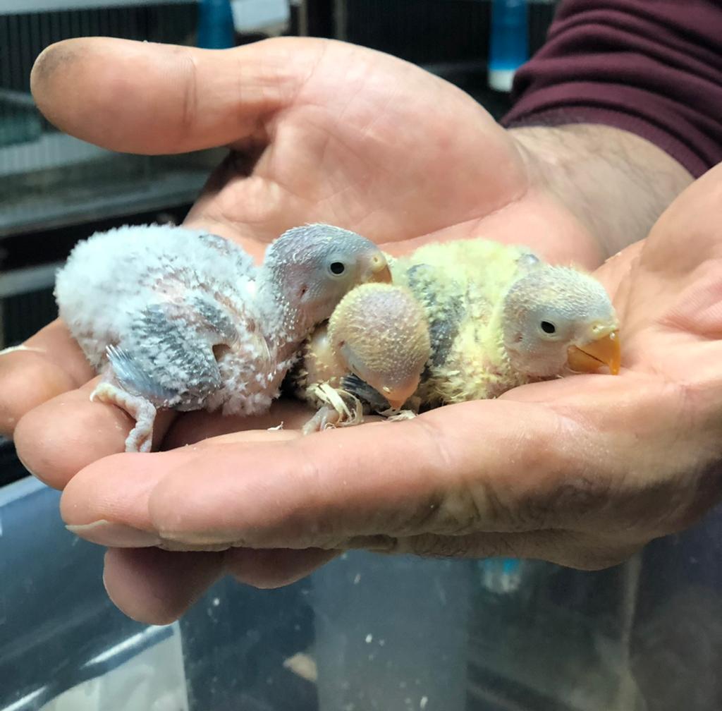 Baby handtamme dwergpapegaaien, Dieren en Toebehoren, Vogels | Parkieten en Papegaaien, Meerdere dieren, Dwergpapegaai of Agapornis