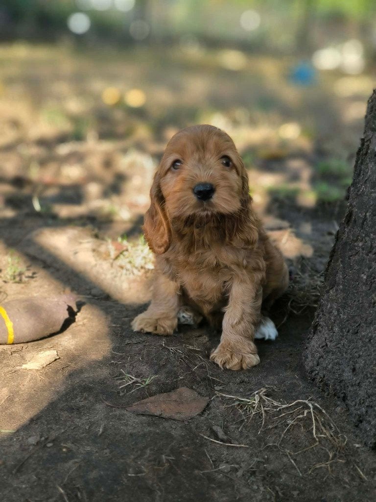 prachtige cockapoo pups bij ons geboren!!, België, CDV (hondenziekte), 8 tot 15 weken, Meerdere