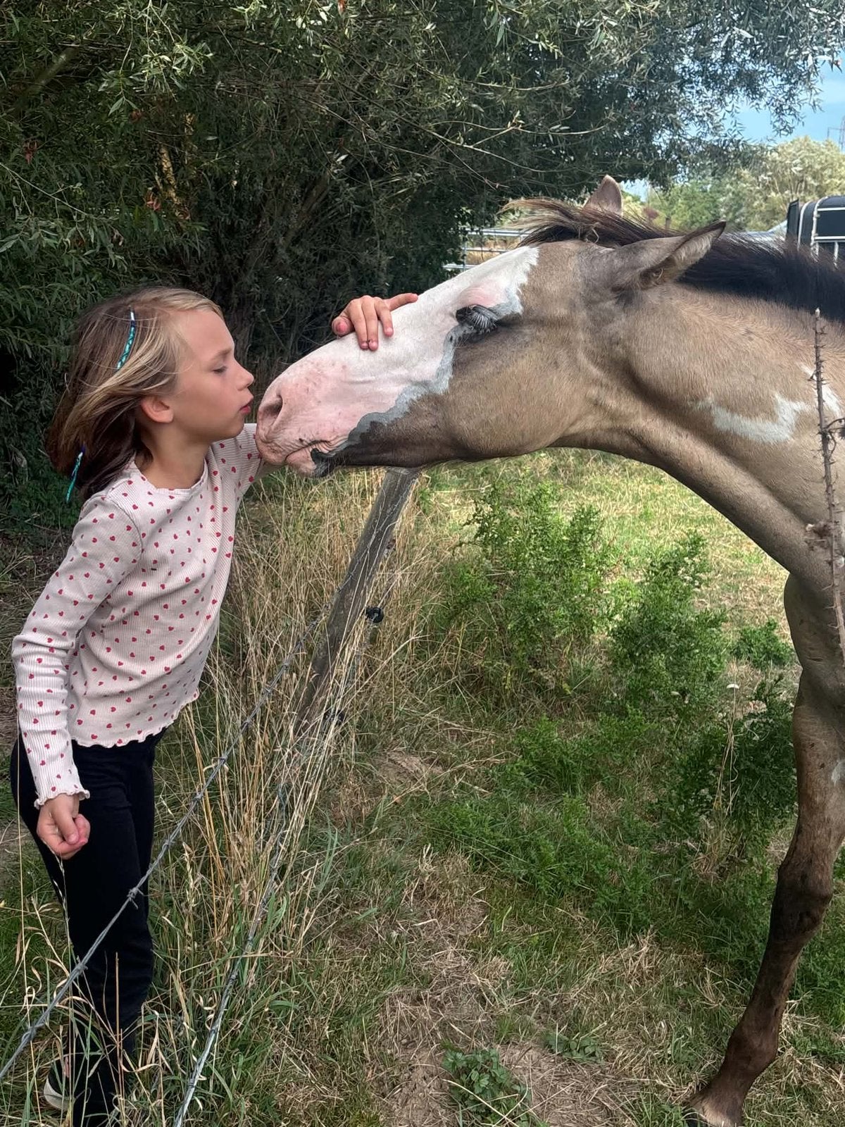 Joli poulain, Étalon, L, Cheval western, 0 à 2 ans