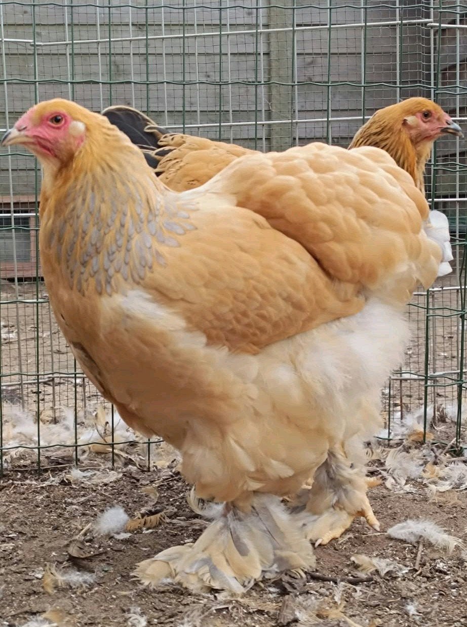 Poules Brahma Groofowl, Animaux & Accessoires, Plusieurs animaux