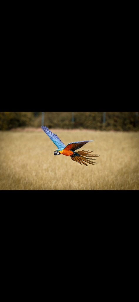 Blauw gele ara (freeflight ), Dieren en Toebehoren, Vrouwelijk, Papegaai, Pratend
