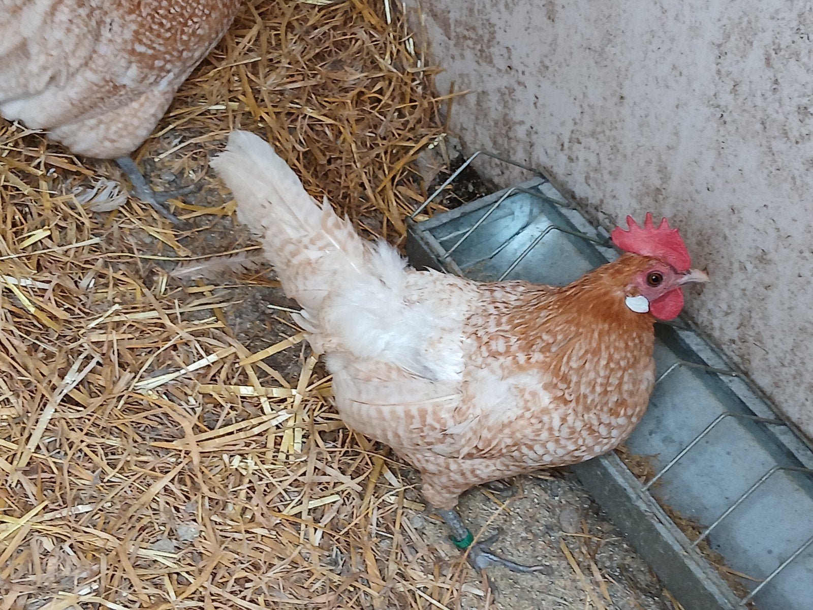 Goud-wit geband brakel kriel, Plusieurs animaux, Poule ou poulet