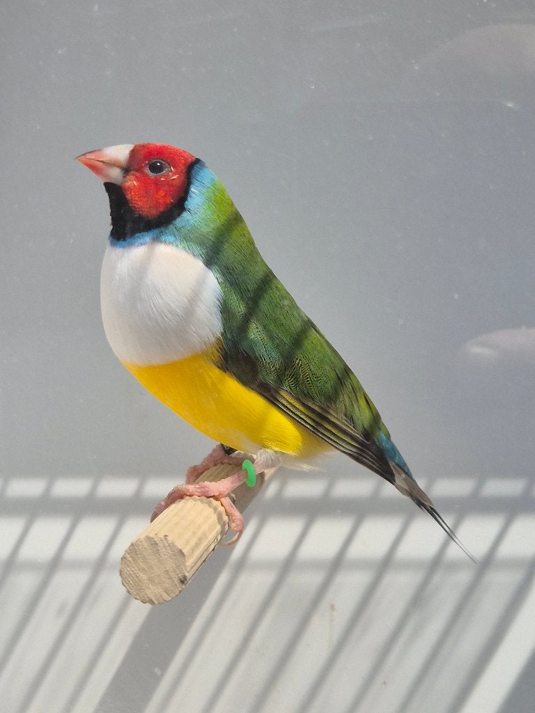 Gouldamadine