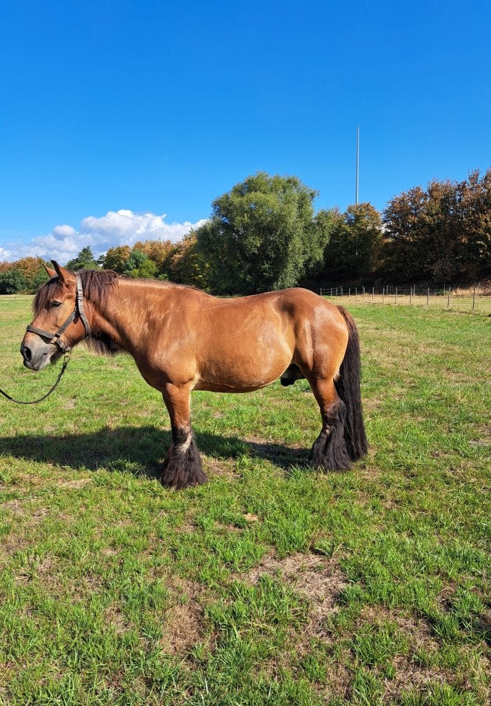 Bruine trekpaardruin 10 jaar, Dieren en Toebehoren, Met stamboom, Ruin, Zadelmak, 7 tot 10 jaar