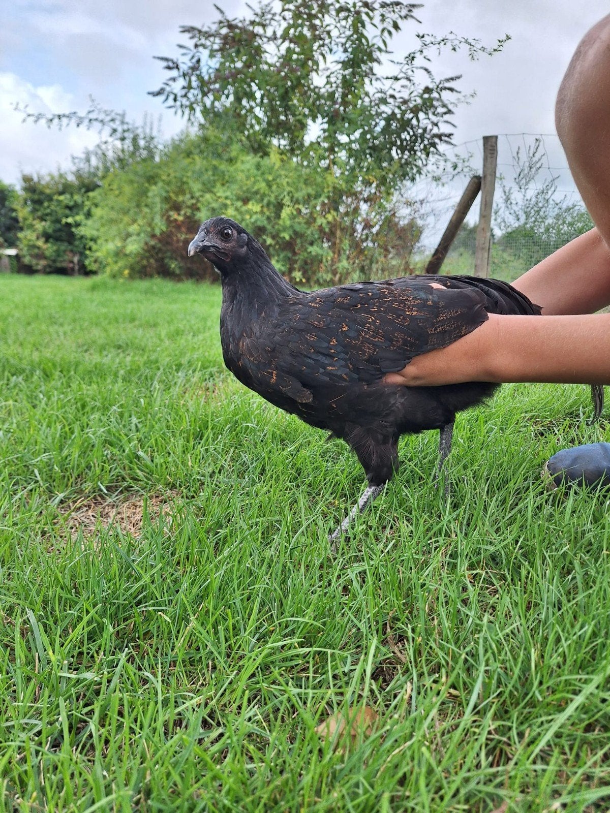 voodoo kipper hennetjes (ayam semani), Poule ou poulet