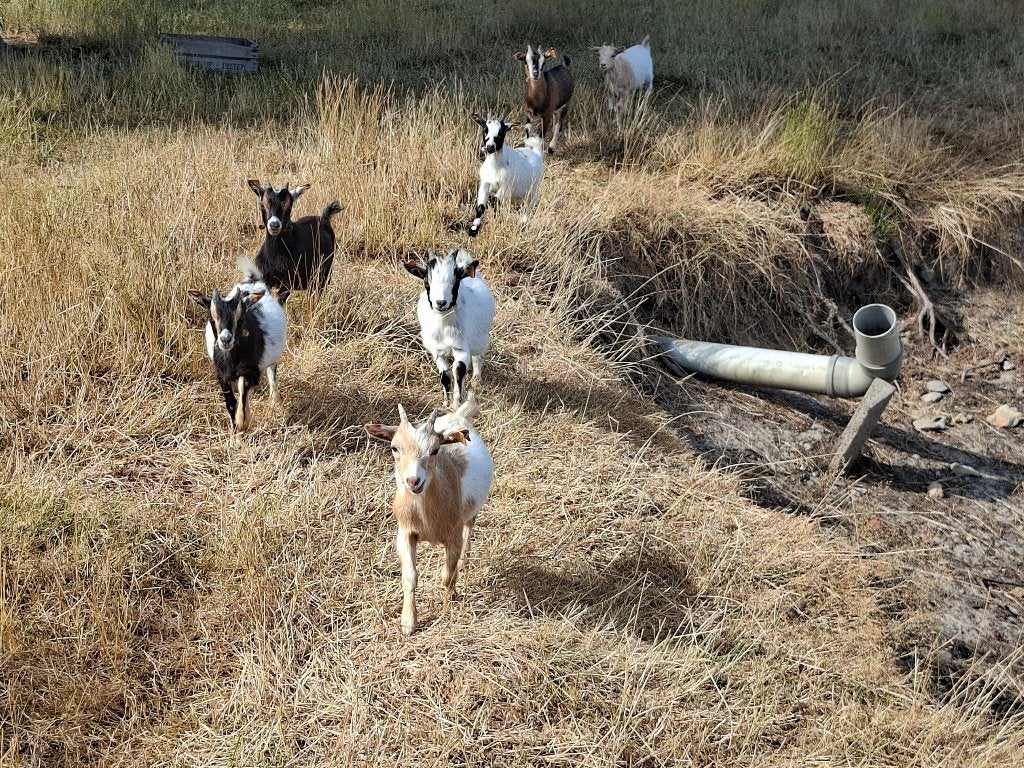 Geitjes, Dieren en Toebehoren, Vrouwelijk, Geit, 0 tot 2 jaar