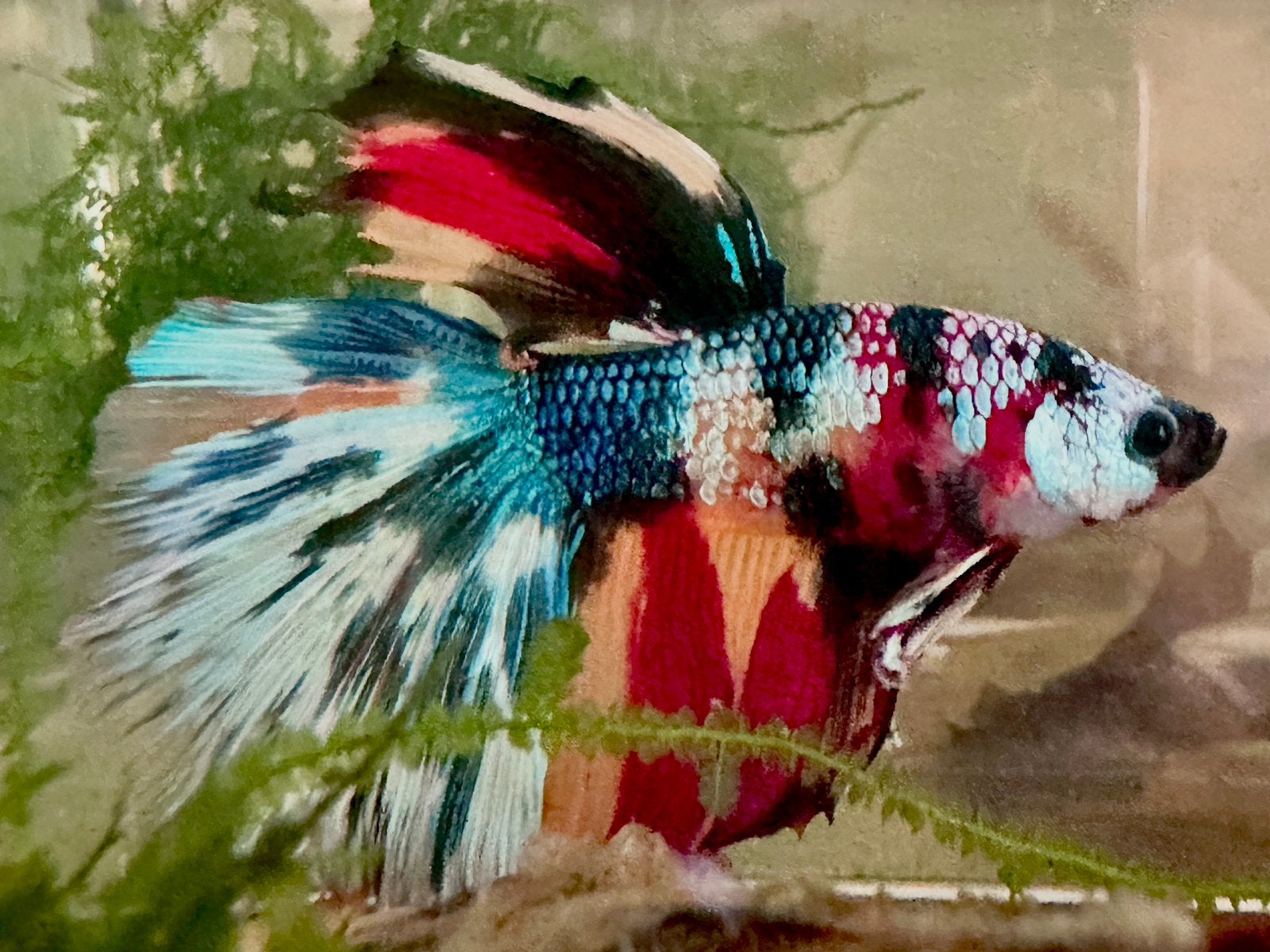 Thai Championship Betta: Belgium TriColor Mermaid, Vis, Zoetwatervis