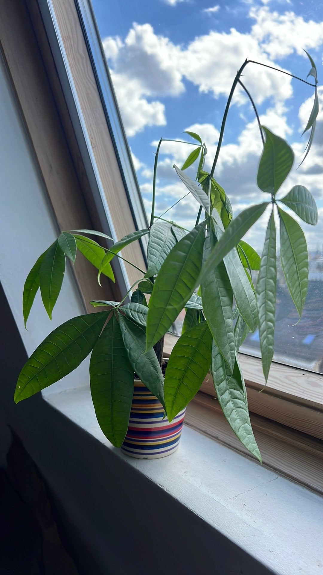 plant+pot, Enlèvement