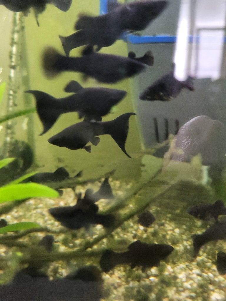 Lyretale Black Molly's, Dieren en Toebehoren, Vis, Zoetwatervis, Schoolvis