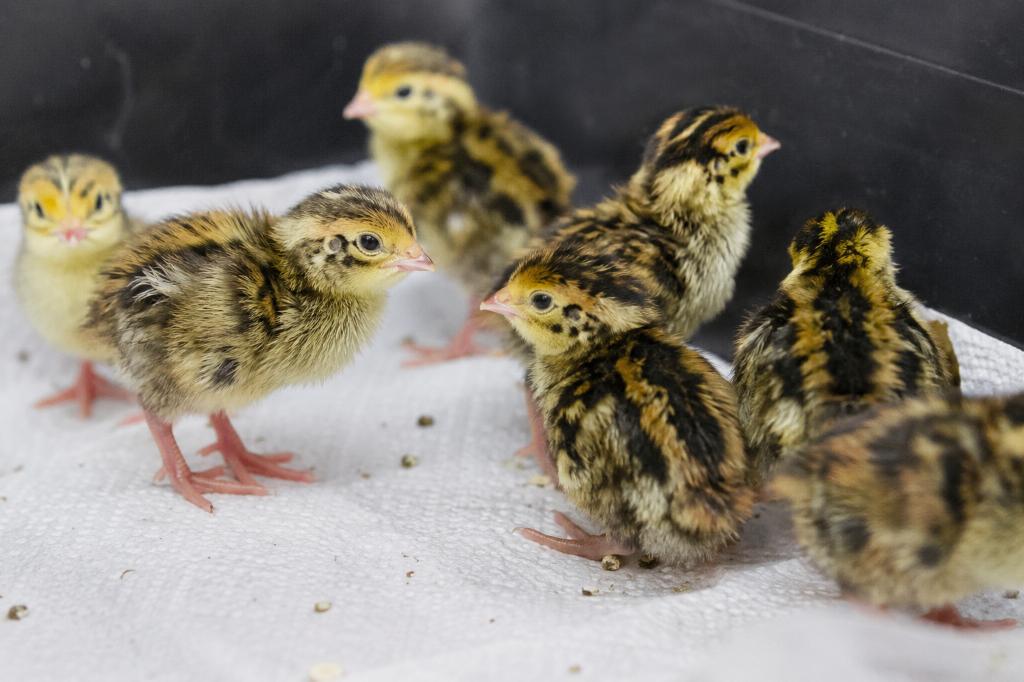 Eendagskuikens Japanse kwartels, Dieren en Toebehoren, Pluimvee