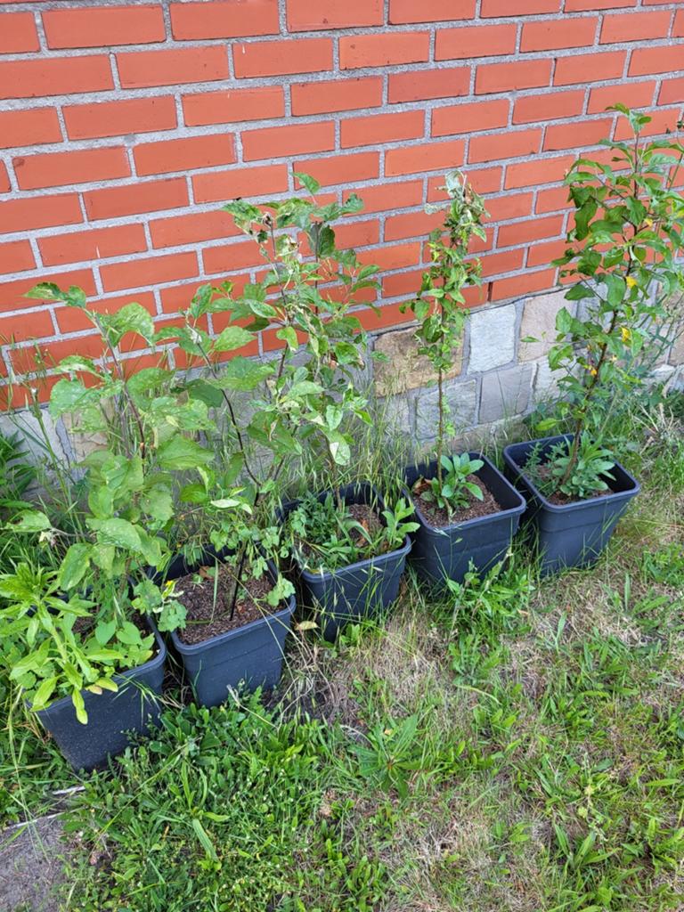 Gratis Appelboom, Ophalen