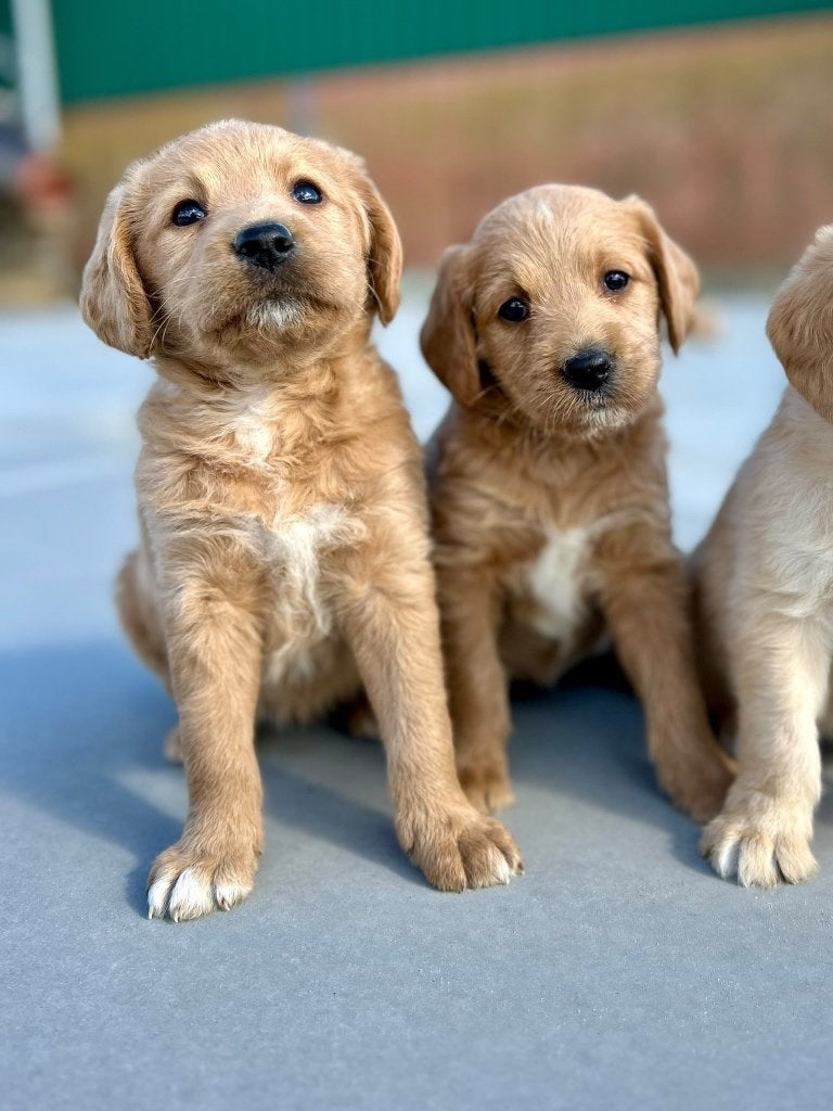 Mooie labradoodle pups F1 ( labrador x poedel ) medium, Dieren en Toebehoren, België, CDV (hondenziekte), 8 tot 15 weken, Labrador retriever