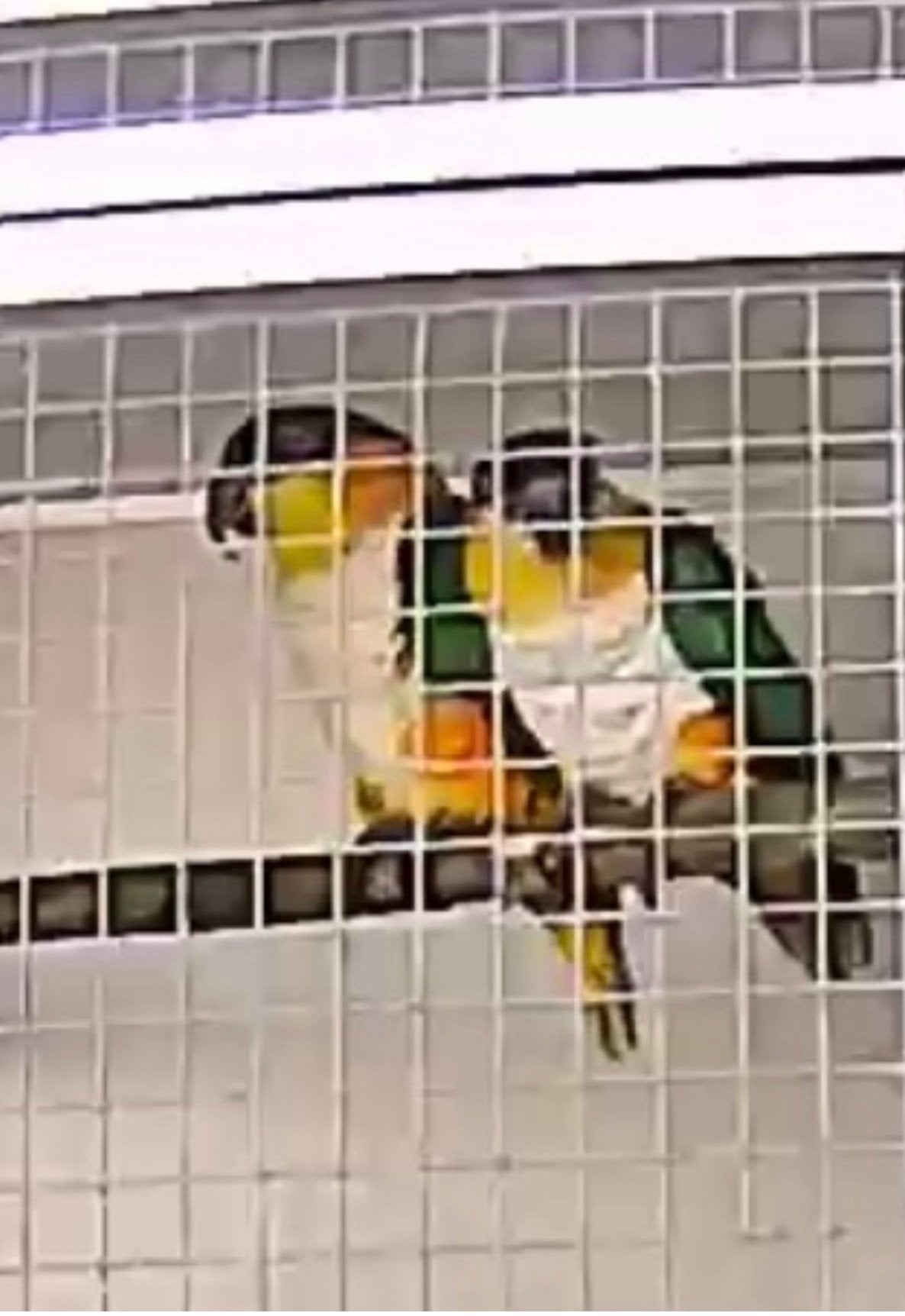 Twee bewezen koppel zwartkop caiques