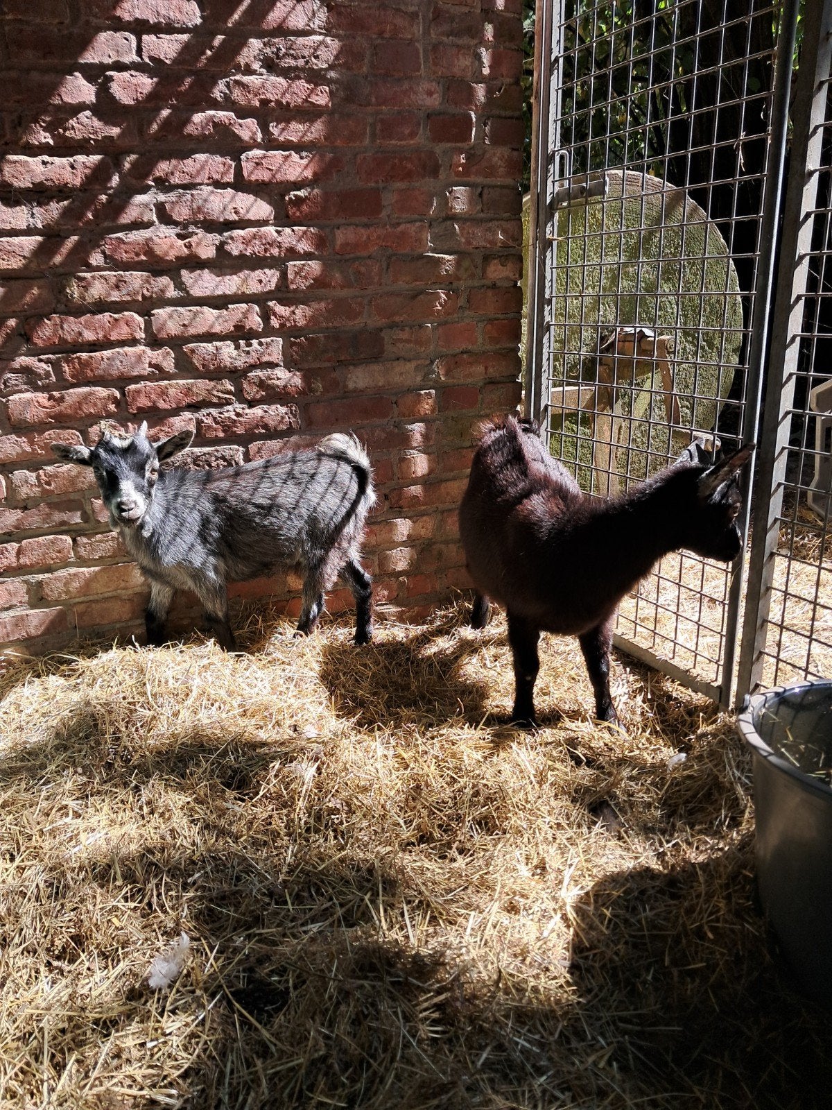 jonge dwerggeitjes miekes, Dieren en Toebehoren