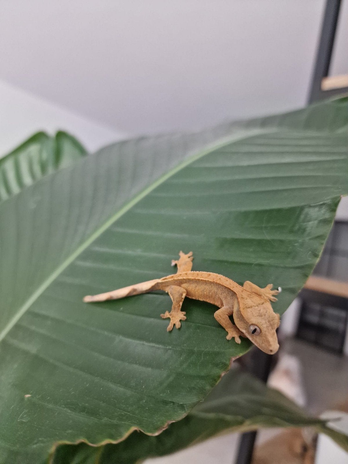 2 jonge wimpergecko's, Dieren en Toebehoren, Reptielen en Amfibieën