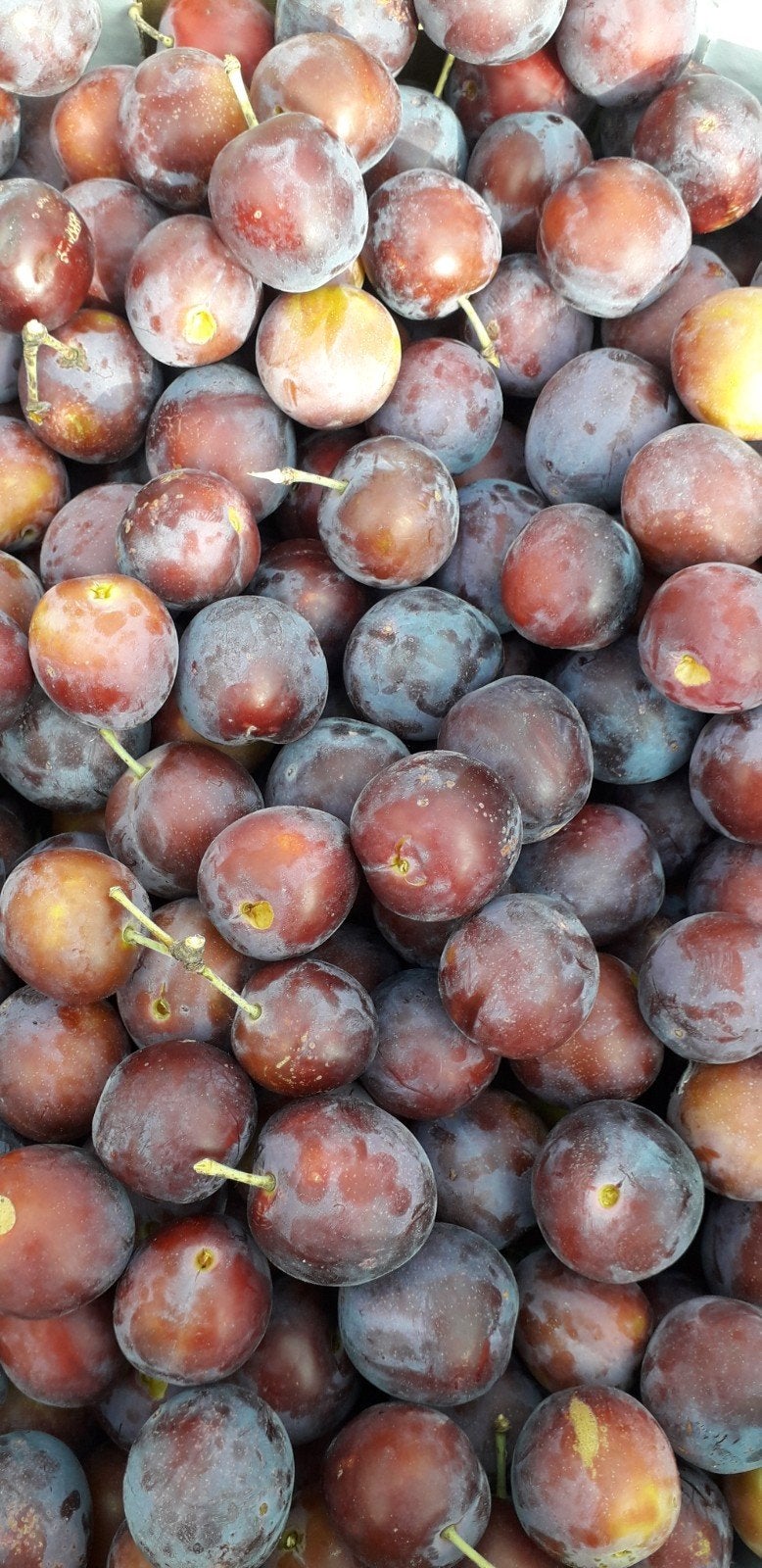 Blauwe pruimen, Ophalen