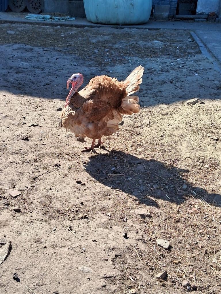 Rode ardenner kalkoen koppel, Dieren en Toebehoren, Pluimvee, Kalkoen