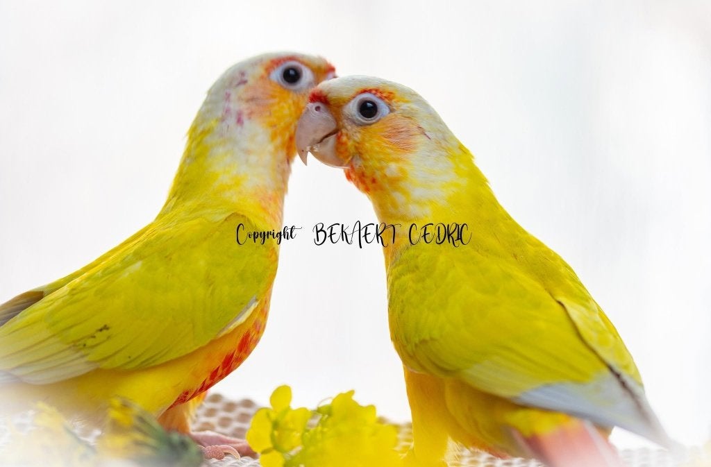 conure élevés a la main 2026, Animaux & Accessoires, Oiseaux | Perruches & Perroquets, Perroquet, Plusieurs animaux, Parleur, Domestique