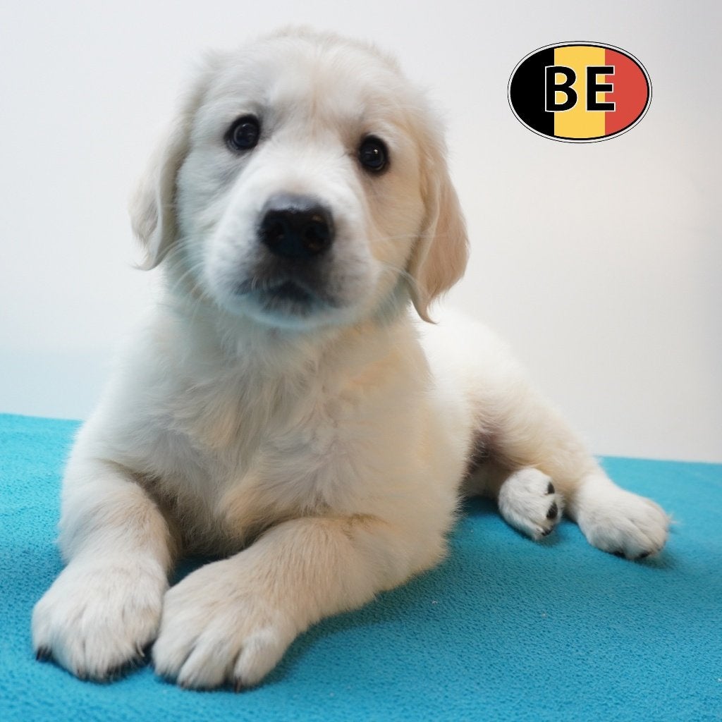Golden Retriever, Magnifiques chiots nés en Belgique, Golden retriever, Commerçant, Maladie de Carré (chiens), 8 à 15 semaines