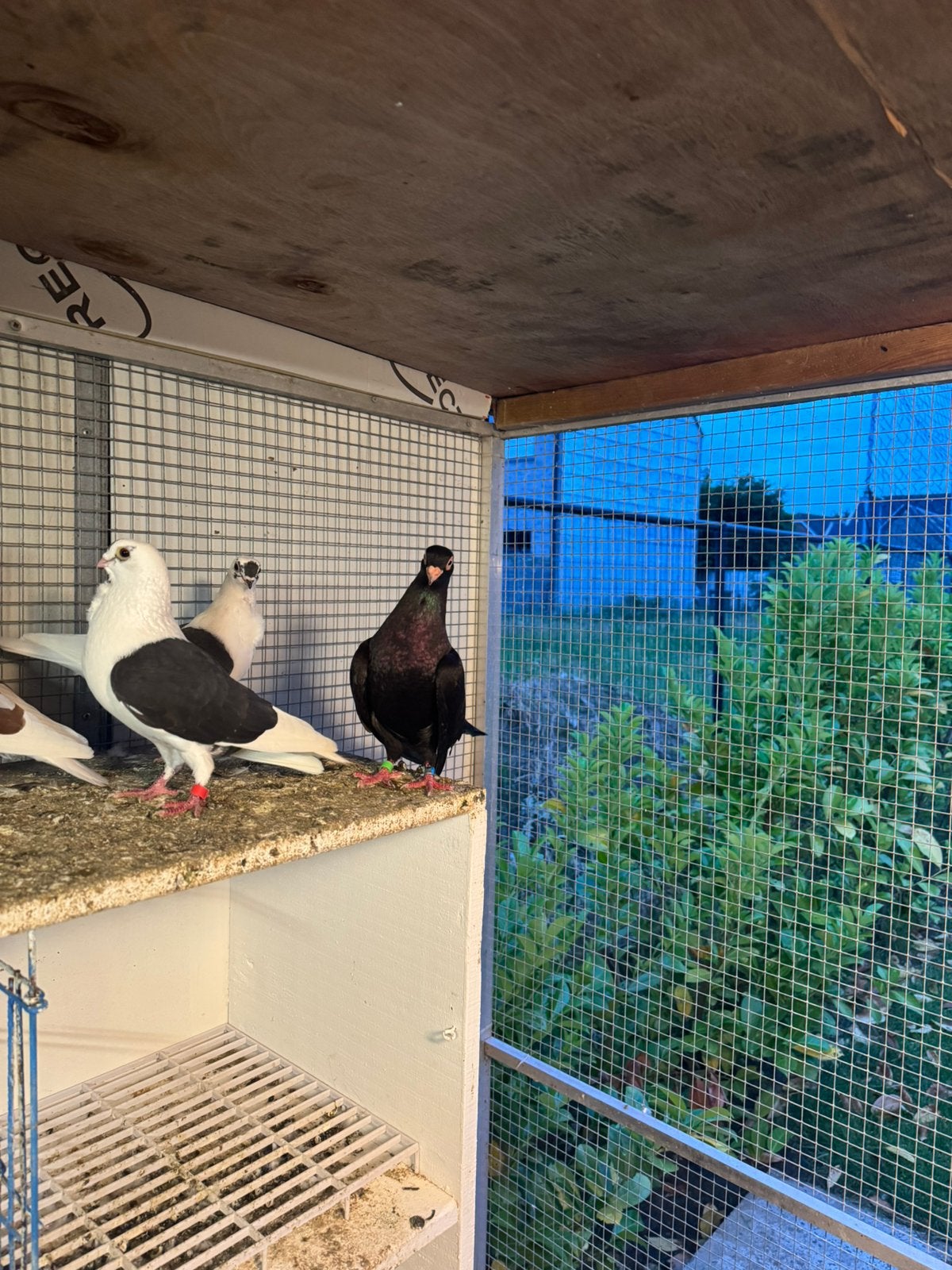Nog 2 prachtige  duiven te koop!, Dieren en Toebehoren, Vogels | Duiven