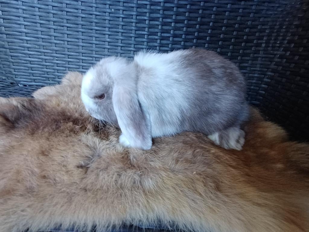 Nhd voedster met kooi, Dieren en Toebehoren, Konijnen, Vrouwelijk, Dwerg, Hangoor, 0 tot 2 jaar