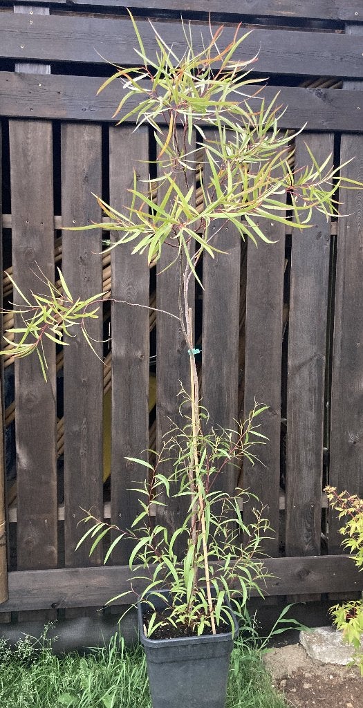 Eucalyptus moorei ssp moorei, Overige soorten, Zomer, 400 cm of meer, Ophalen