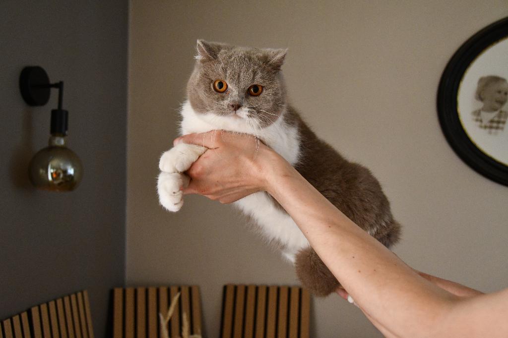 BRITS KORTHAAR, Avec pedigree, 0 à 2 ans