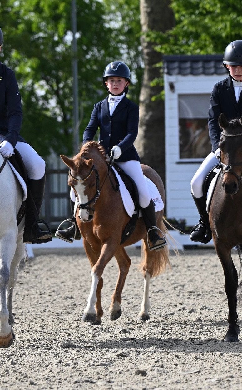 Knappe sportpony - alleen voor de juiste match, Dieren en Toebehoren, Ruin, C pony (1.27m tot 1.37m), 7 tot 10 jaar
