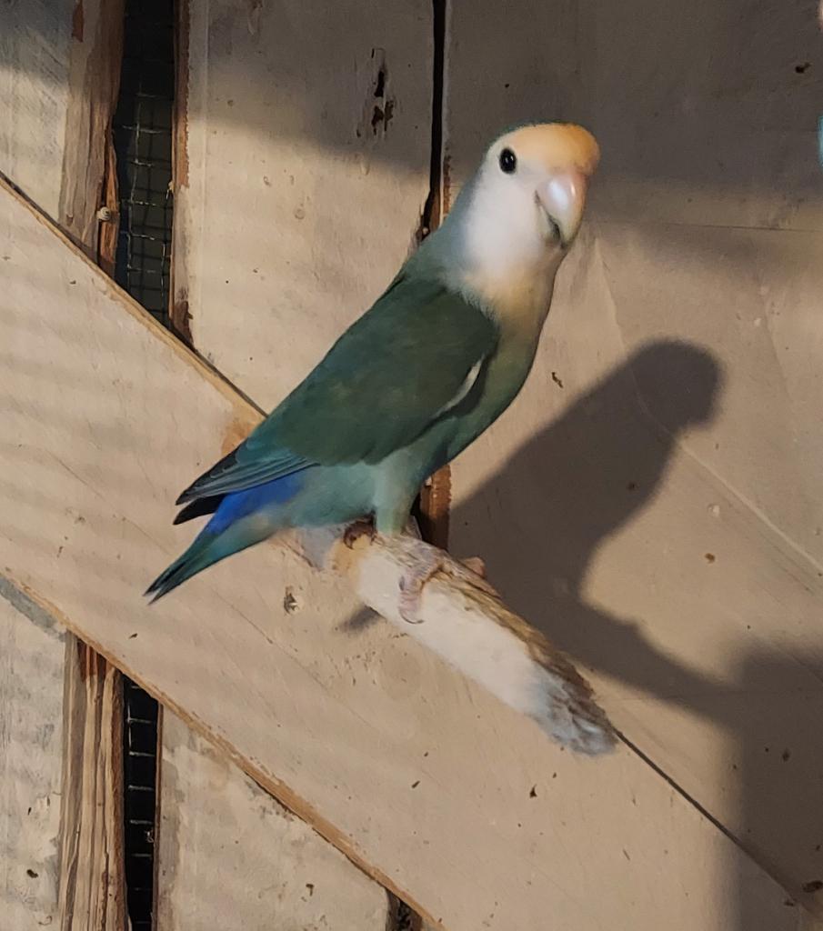dwergpapegaai roseicollis, Dieren en Toebehoren, Vogels | Parkieten en Papegaaien, Mannelijk, Dwergpapegaai of Agapornis