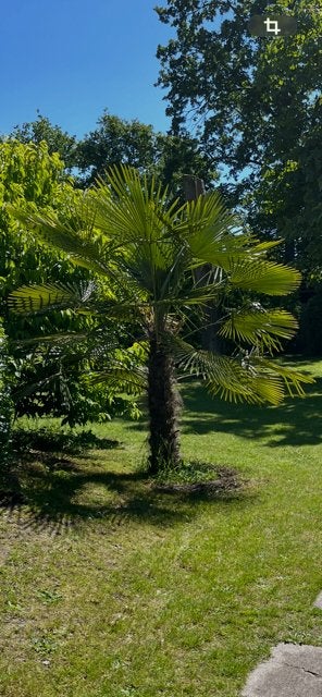 Ik ben op zoek naar een palmboom min. stamhoogte 90 cm., Ophalen, Palmboom, 100 tot 250 cm