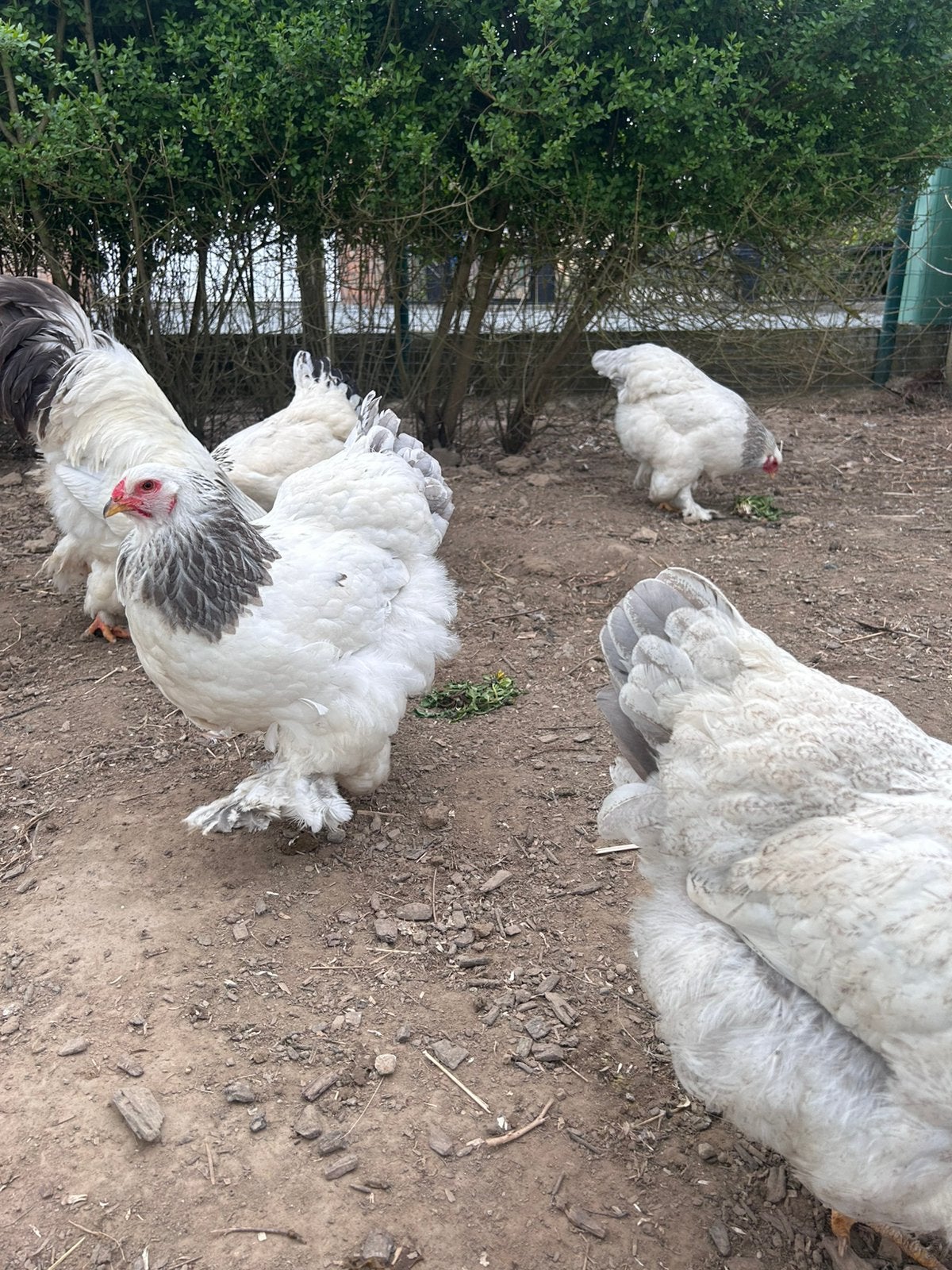 Brahma broedeieren in verschillende kleuren, Dieren en Toebehoren, Pluimvee, Meerdere dieren, Kip