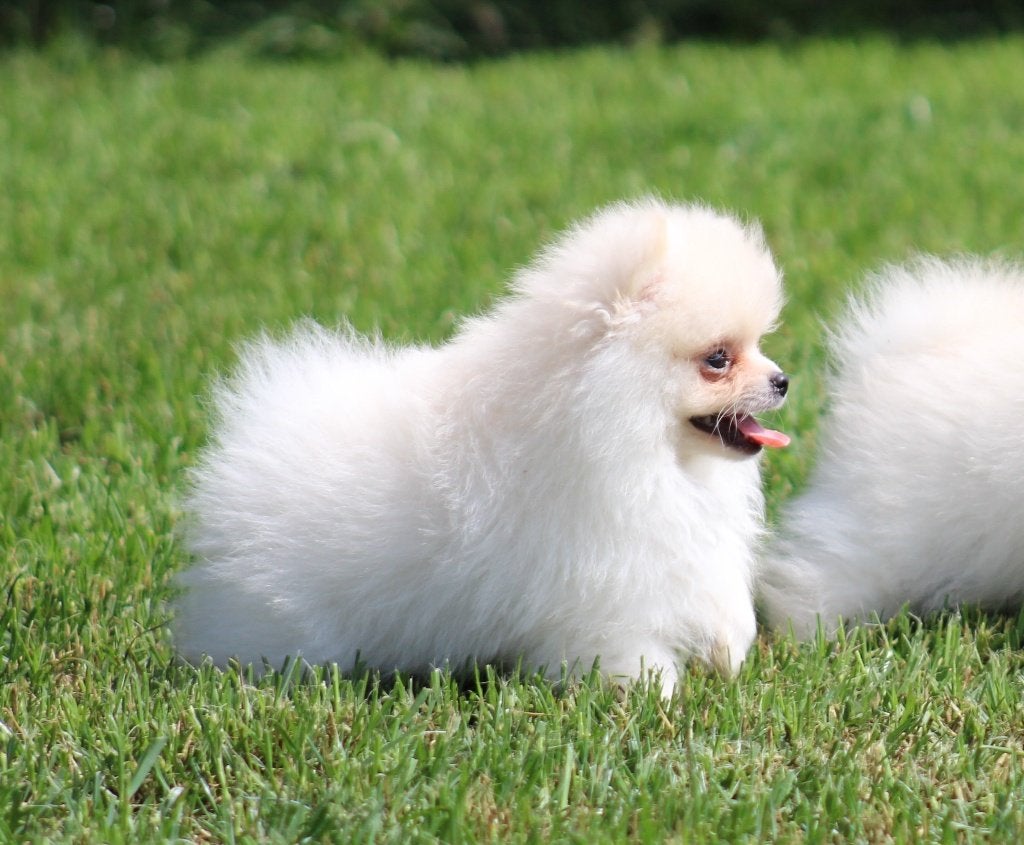 Pomeriaan pup, Parvo, België, Keeshond, Reu