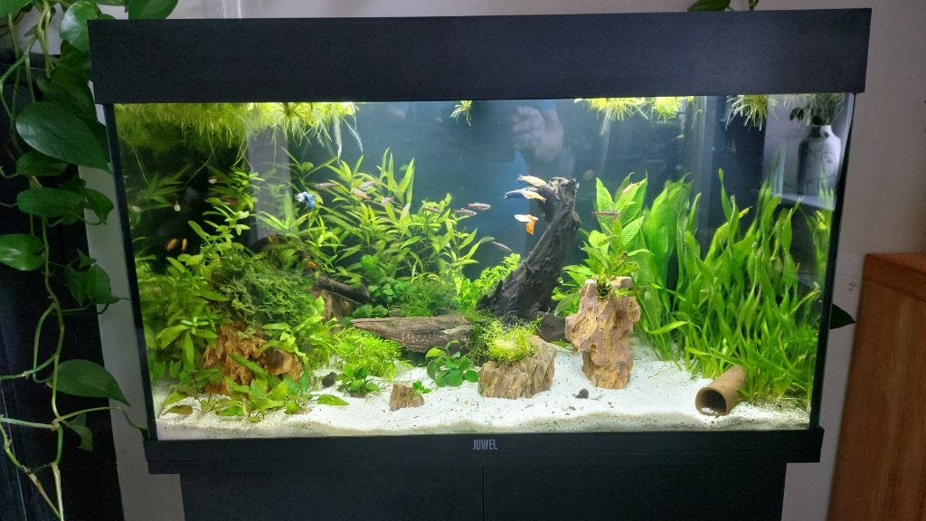 Aquarium Juwel Rio 125, Animaux & Accessoires, Poissons | Aquariums & Accessoires, Comme neuf, Aquarium vide, Couvercle inclus