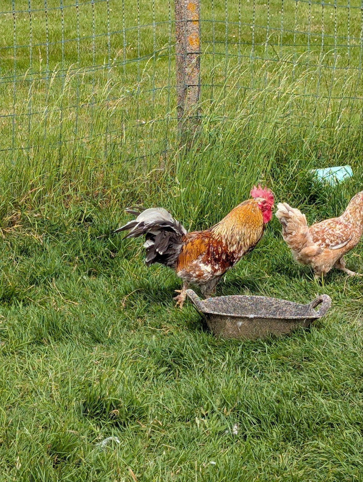 Poulet et coq suédois aux fleurs, Animaux & Accessoires