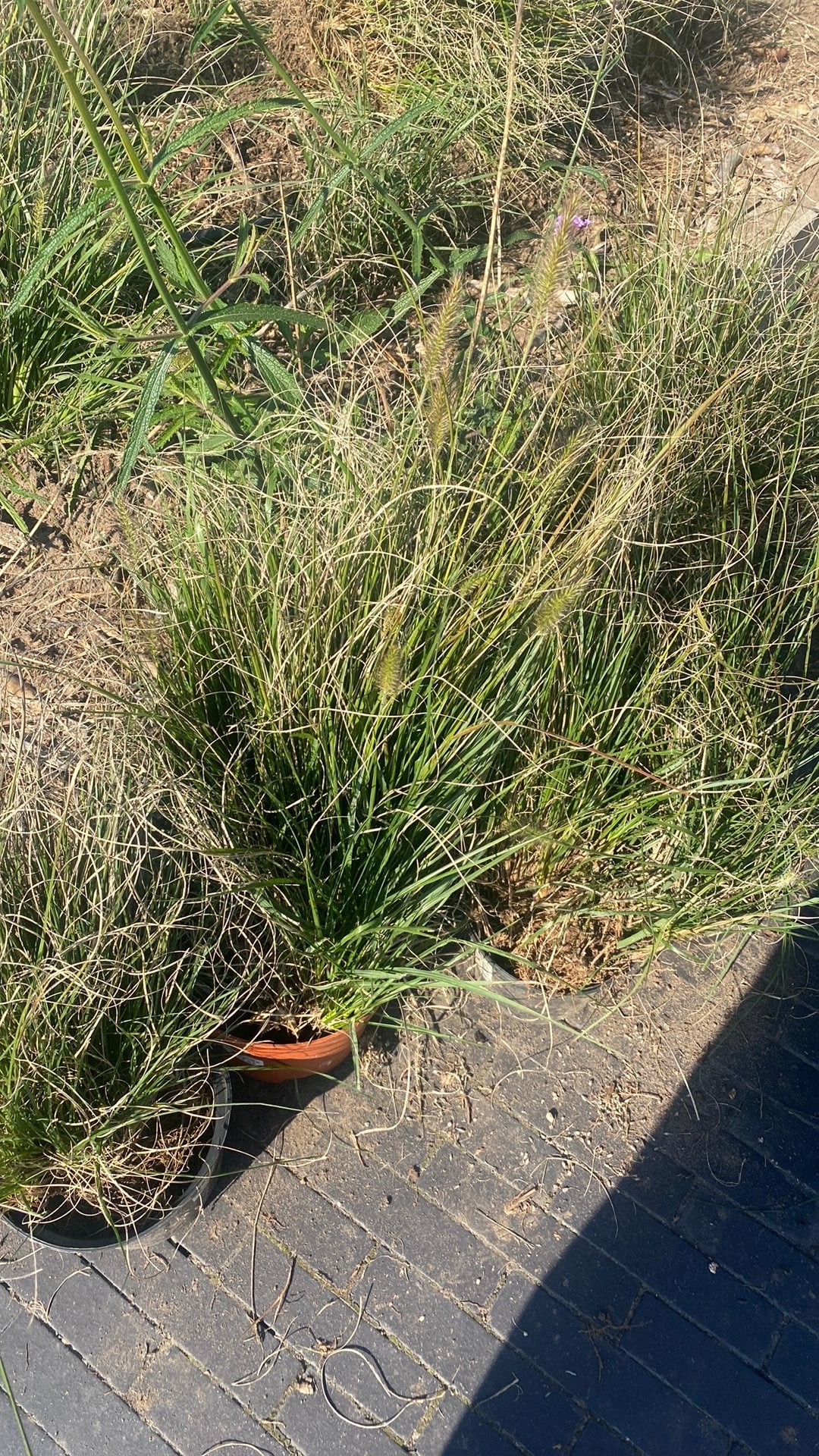 Siergrassen Pennisetum Hameln, Tuin en Terras, Ophalen, Zomer, Siergrassen