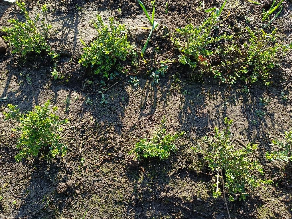 lonicera nitida maigrun, 25 stuks, Jardin & Terrasse, Plantes | Jardin, Enlèvement