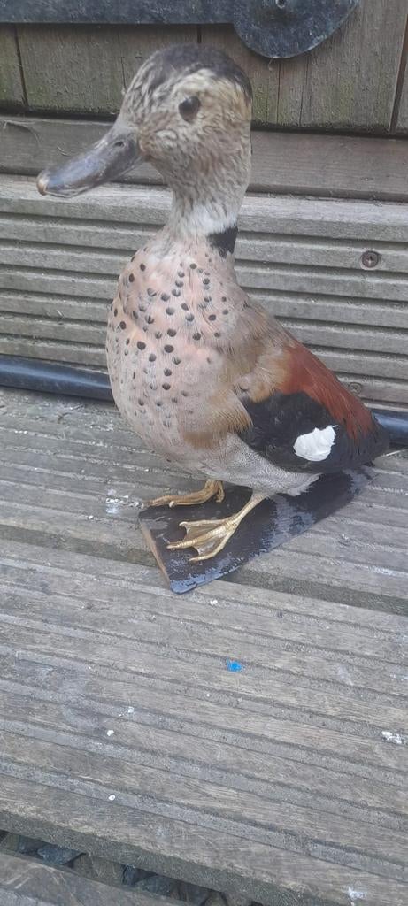 Procurez-vous un canard en peluche, une sarcelle aux épaules, Animaux & Accessoires, Volatiles, Canard