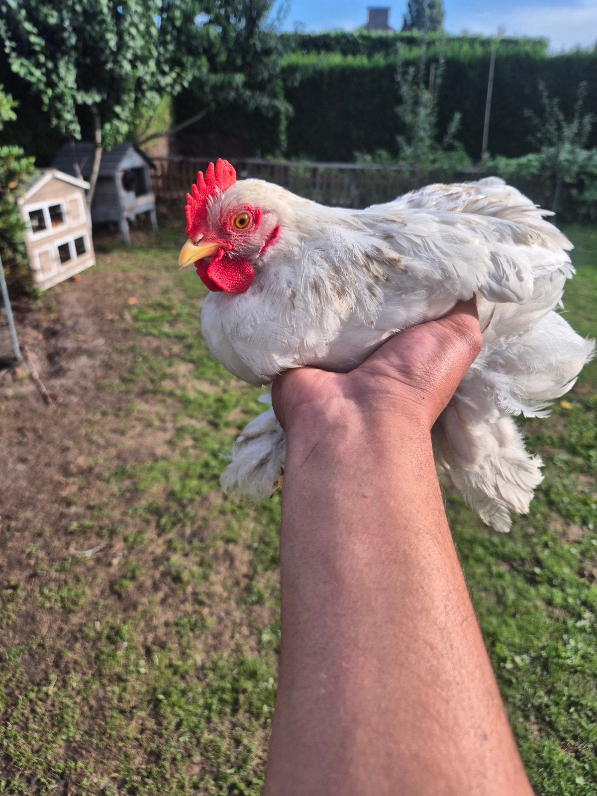 heel mooie koppel handtam kipjes, Dieren en Toebehoren, Pluimvee, Meerdere dieren, Kip