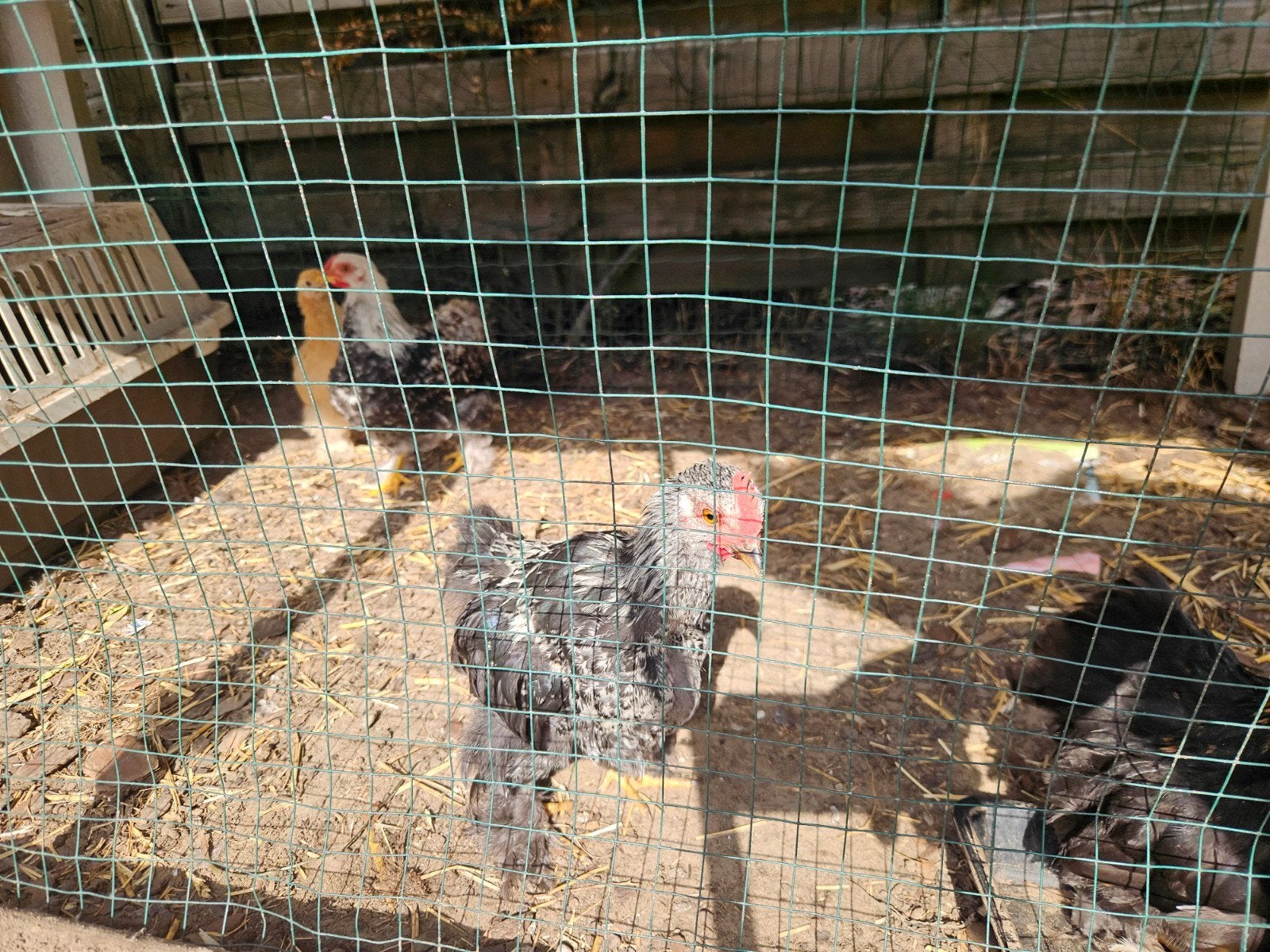 pouel de toute tip a vendre, Animaux & Accessoires