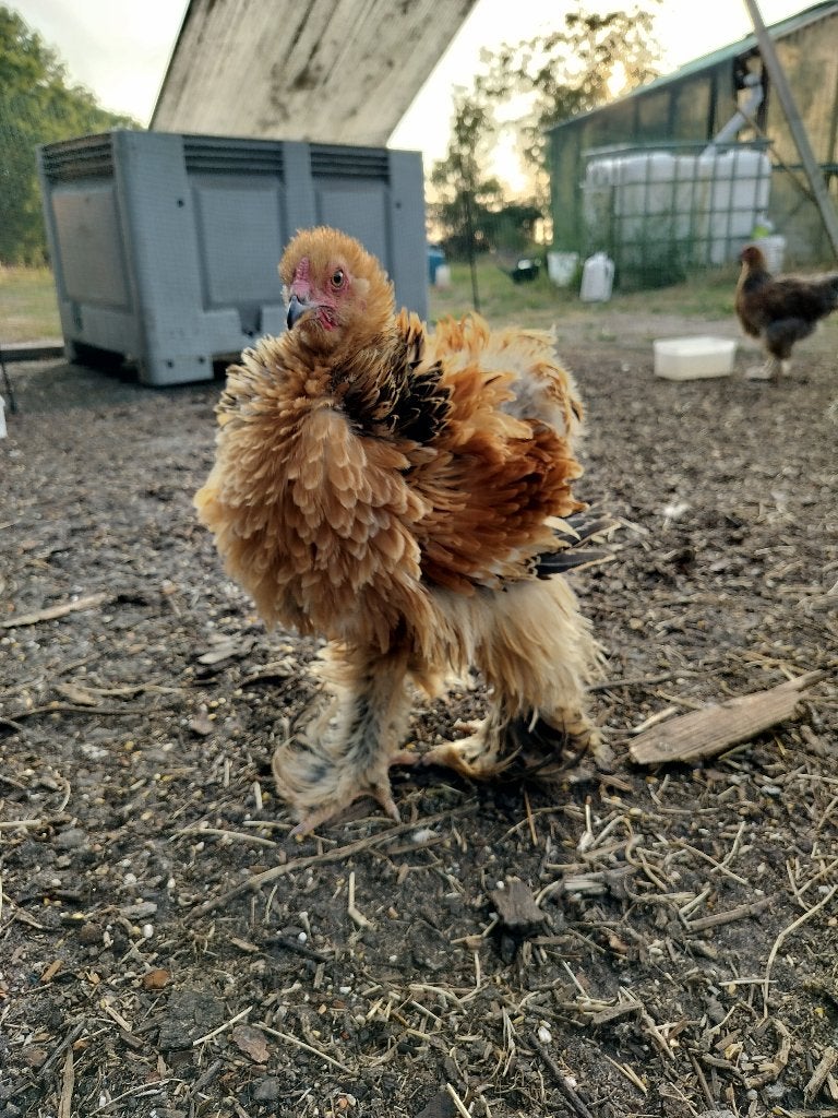 Brahma haan krulveer, Dieren en Toebehoren