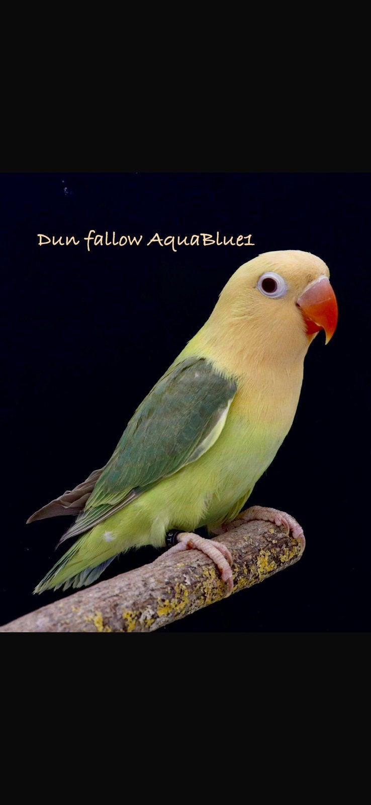 Dun fallow aquableu1 fischeri, Dieren en Toebehoren, Vogels | Parkieten en Papegaaien