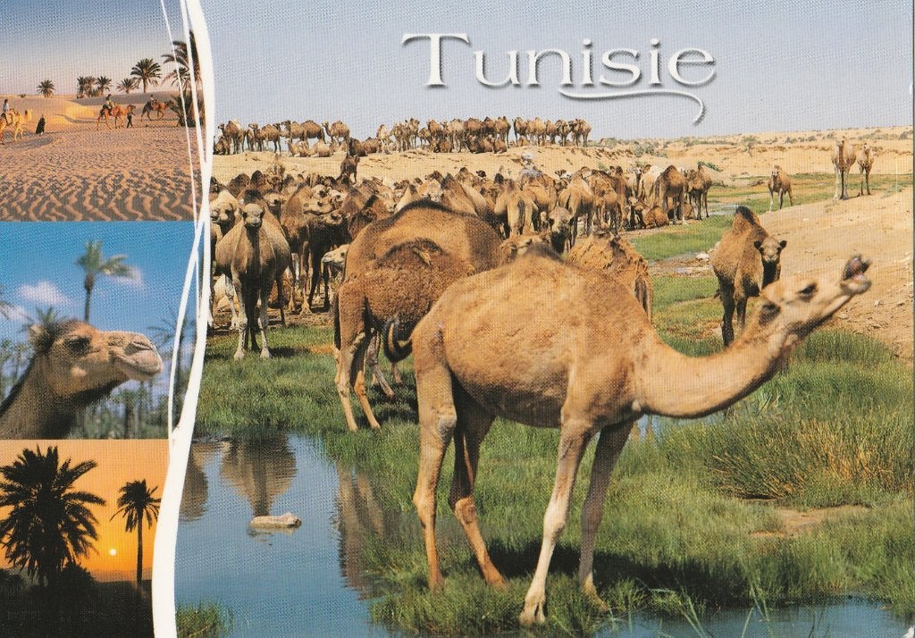 KAMELEN  in  TUNESIE  +  Mooie postzegel !, Verzamelen, Postkaarten | Dieren, Ophalen of Verzenden, 1980 tot heden, Gelopen, Overige soorten
