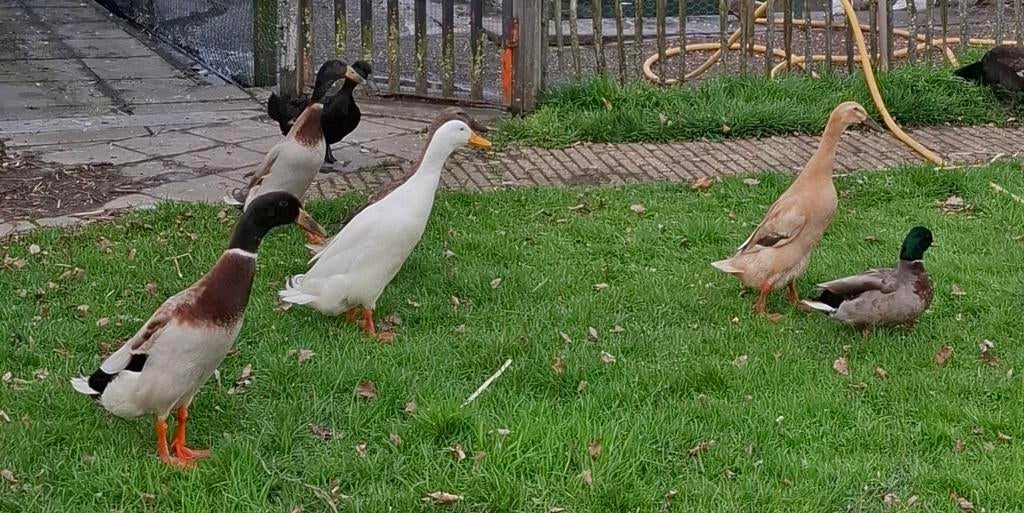Loopeenden., Dieren en Toebehoren, Meerdere dieren, Eend