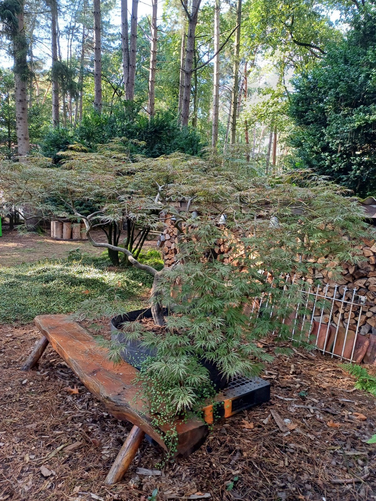 japanse esdoorn bonsai, Tuin en Terras, Ophalen