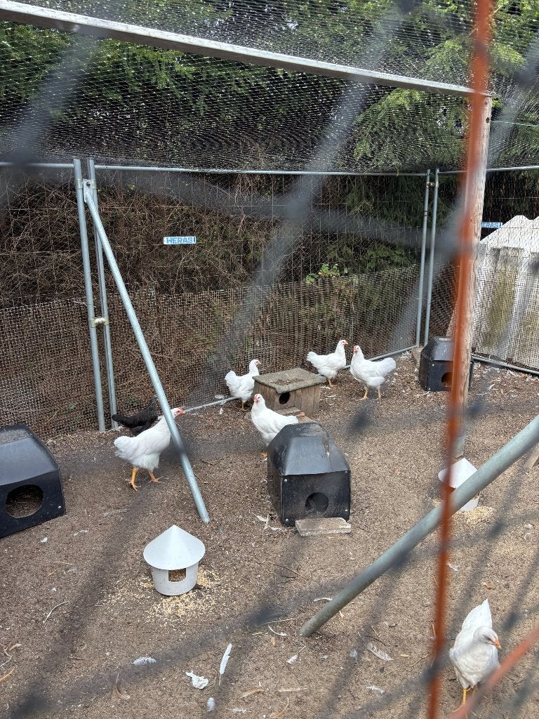 Jonge witte barnevelders, Dieren en Toebehoren, Pluimvee, Meerdere dieren, Kip