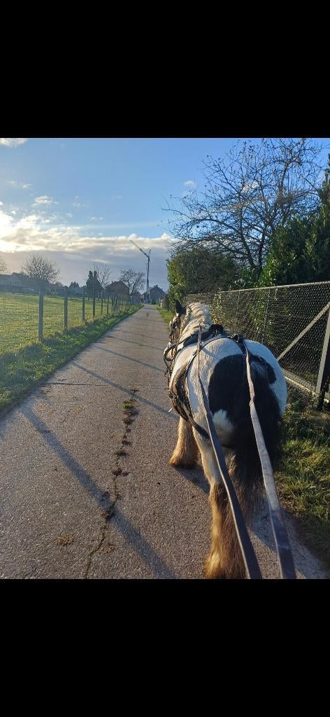 Kleine tinker ruin, Dieren en Toebehoren, Ruin, Gechipt, 3 tot 6 jaar, B pony (1.17m tot 1.27m)